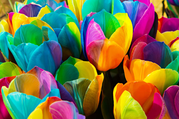 gatunki - Tęczowe tulipany.jpg